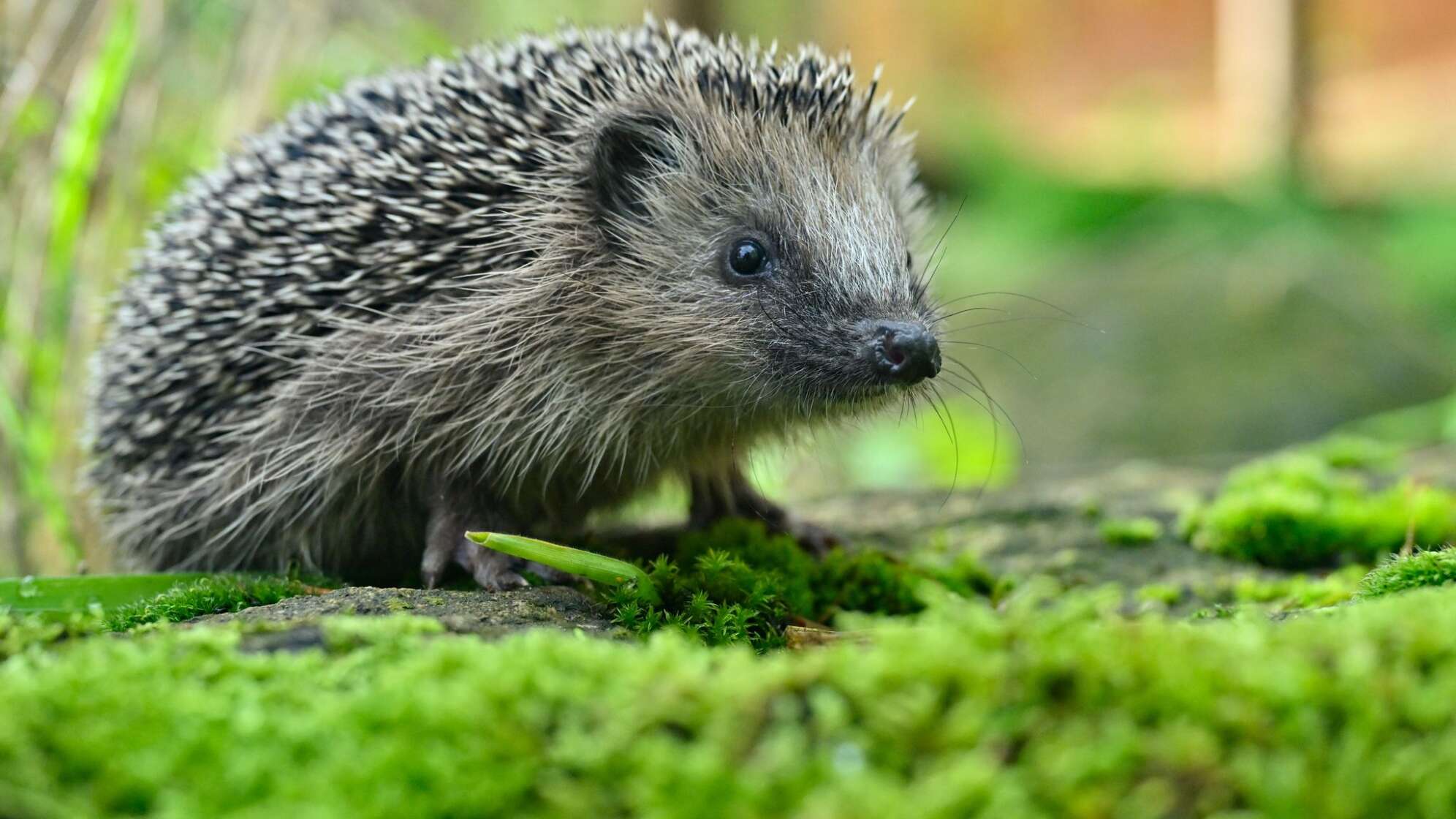 Igel
