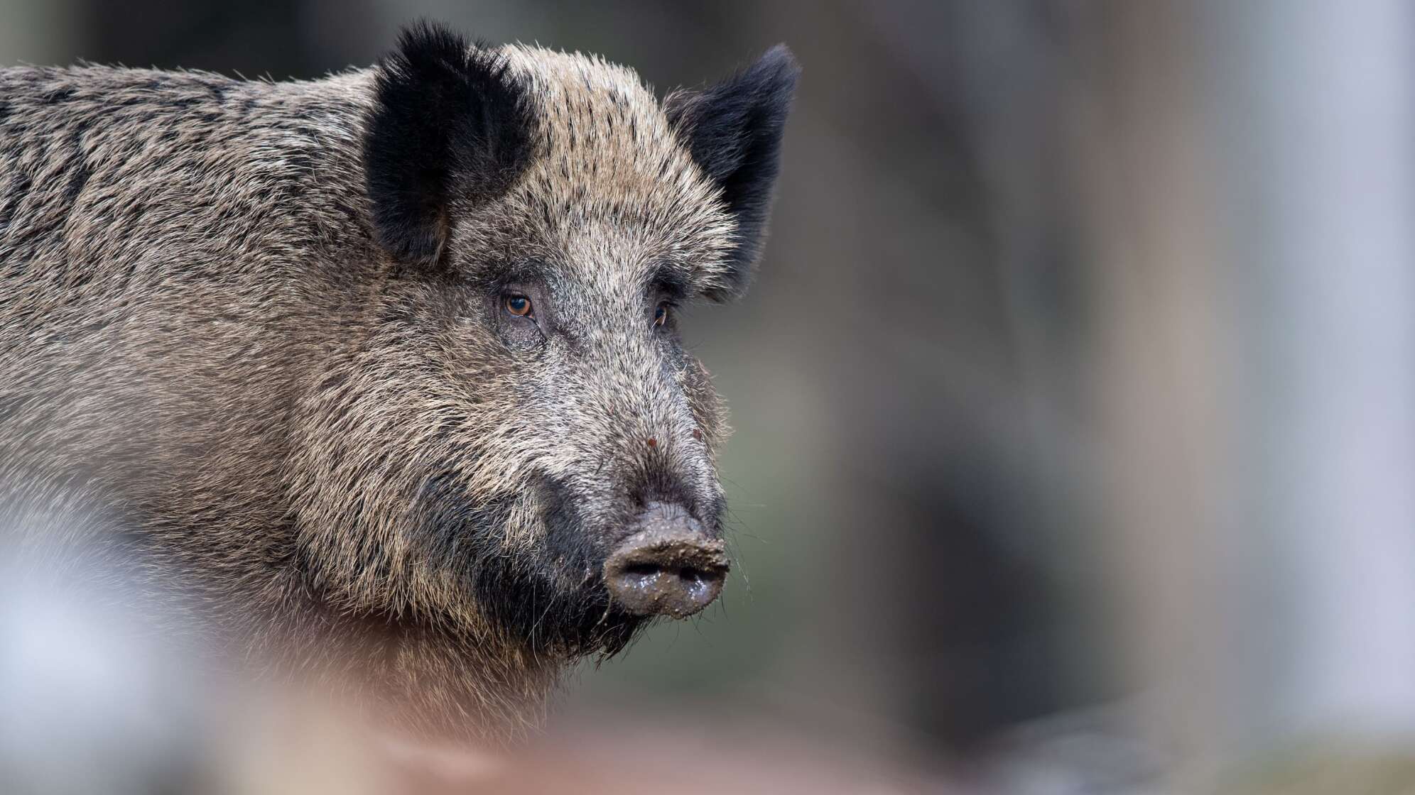 Wildschweine i nBayern