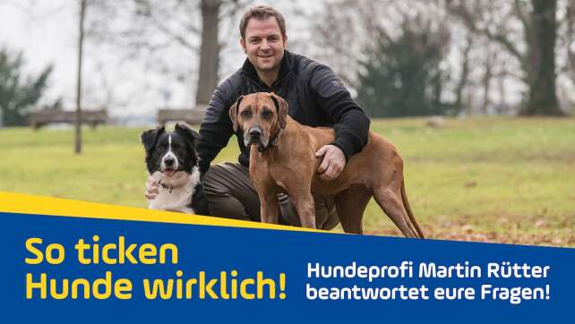 Das darf in den Futternapf: So ernährt ihr euren Hund richtig