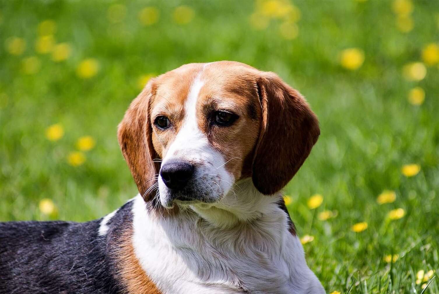 Hund auf der Wiese