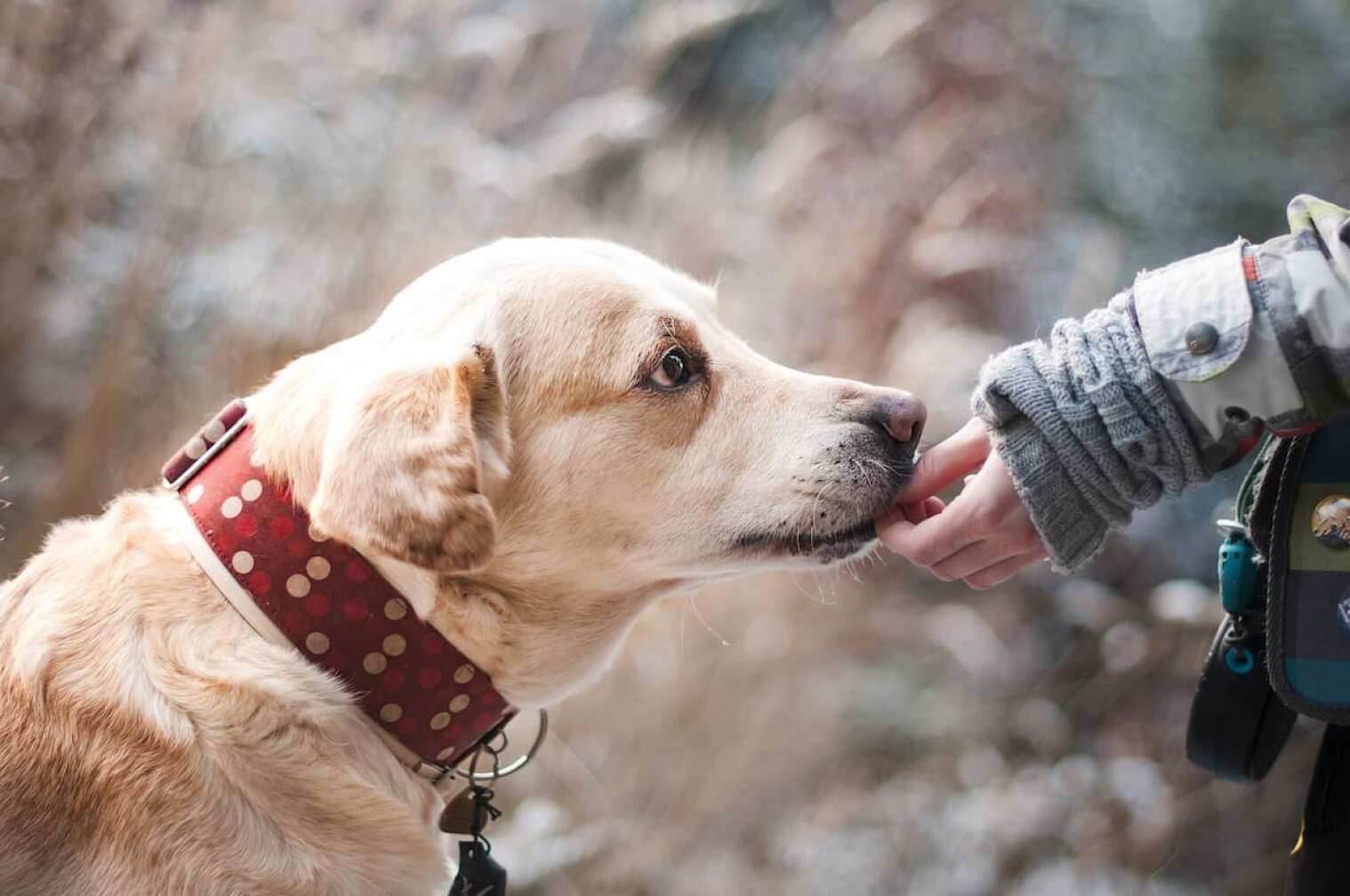 Hund isst aus Hand