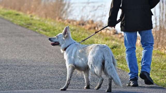 Gassi-Pflicht? Neue Tierschutzverordnung mit strengeren Regeln für Hundehalter