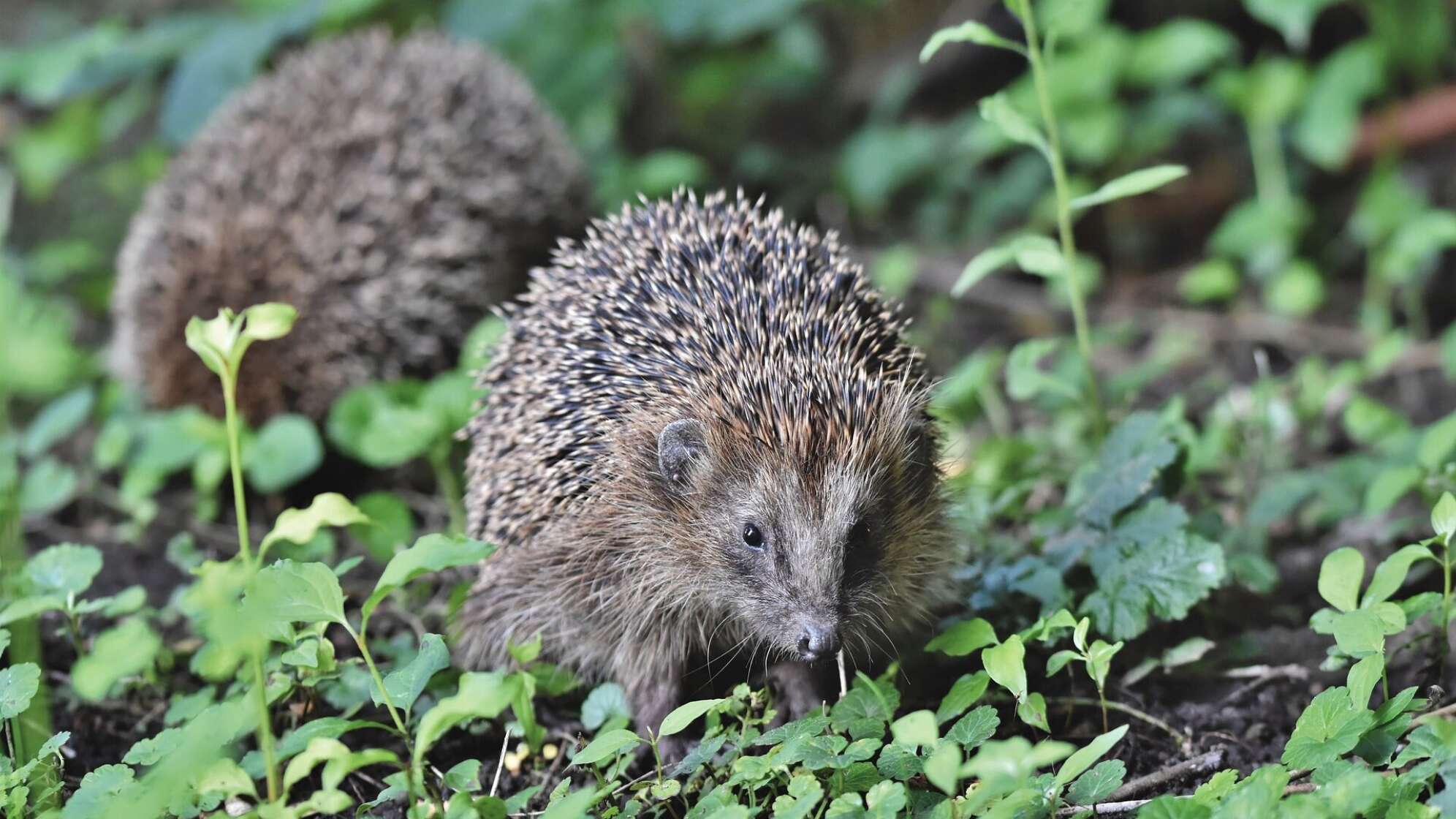 Igel im Gras