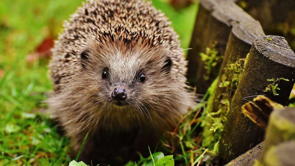 Igel