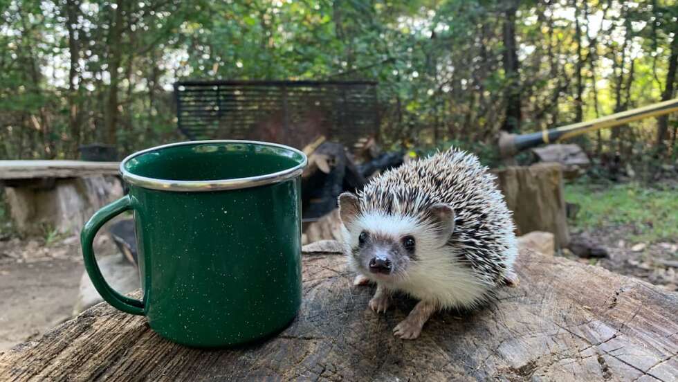 Igel auf Tisch