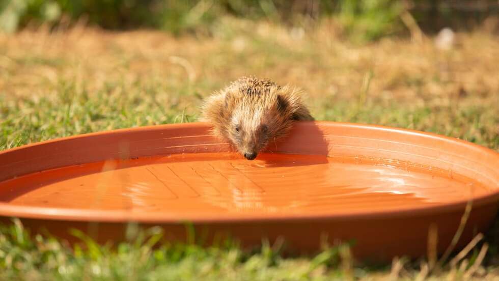 Igel trinkt Wasser