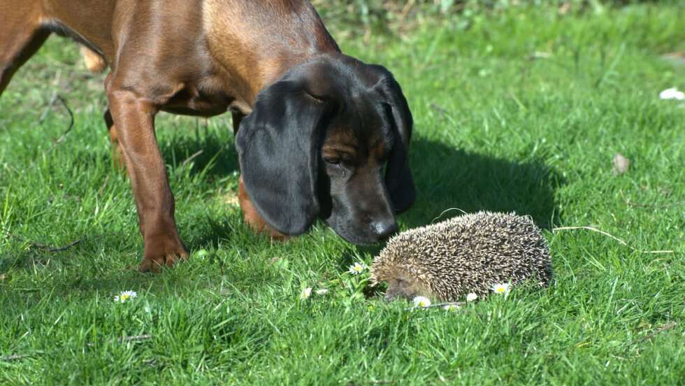 Hund und Igel