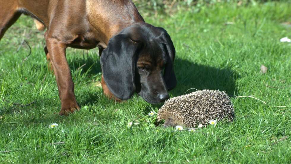 Hund und Igel