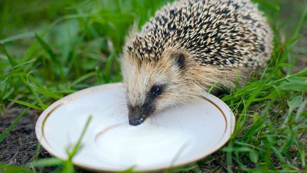 Igel trinkt Milch