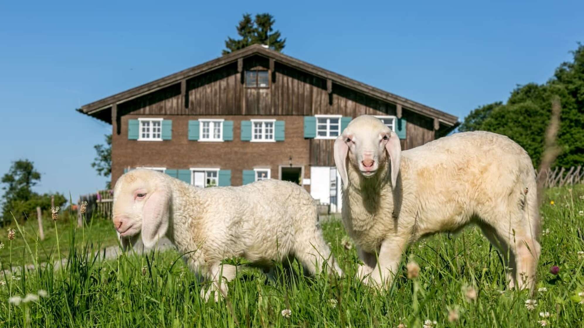 Schafe vor dem Allgäuer Bergbauern Museum