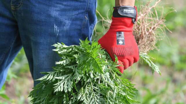 Ambrosia immer weiter verbreitet: So erkennt ihr die giftige Pflanze