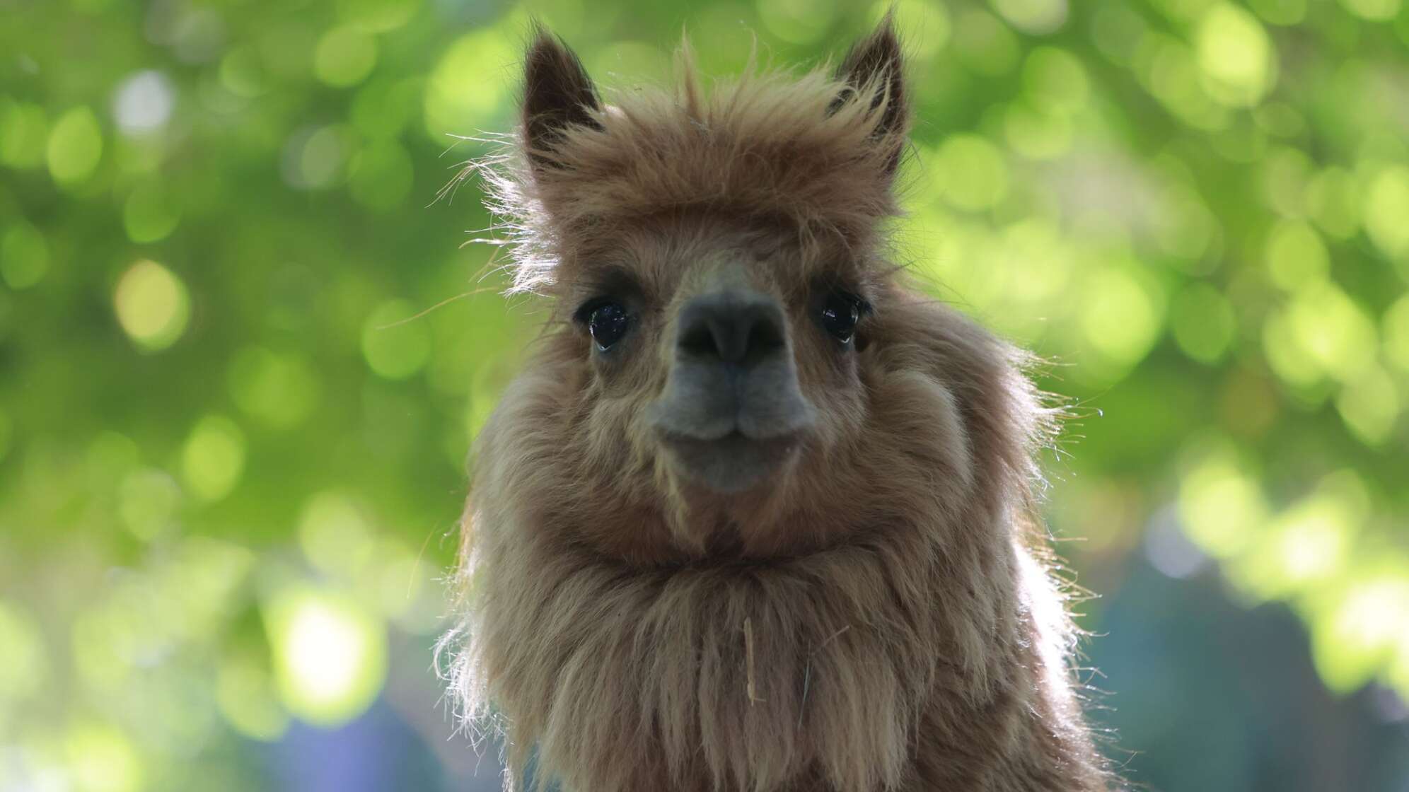 Alpaka