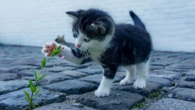 Neue Stubentiger-Studie: Das machen eure Katzen draußen wirklich...