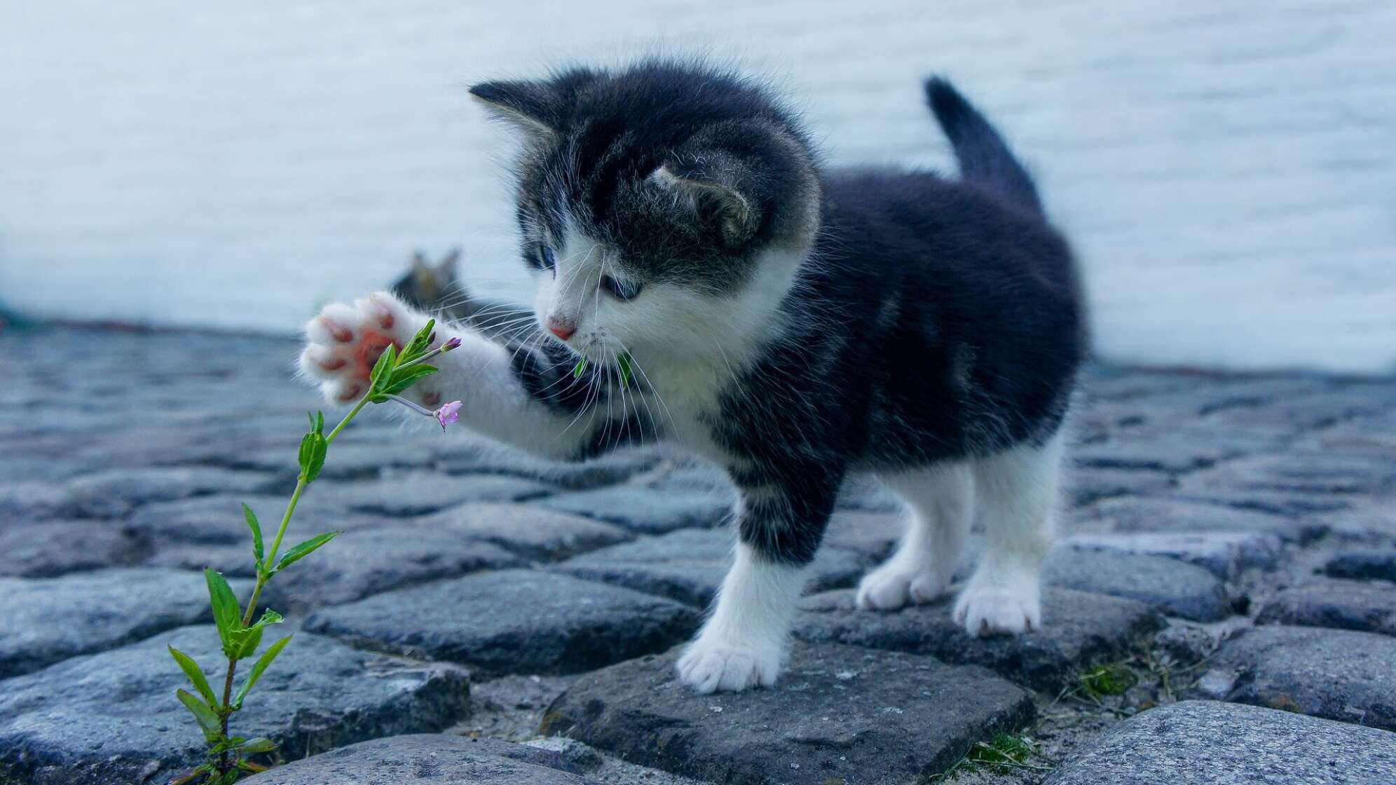 Katze draußen