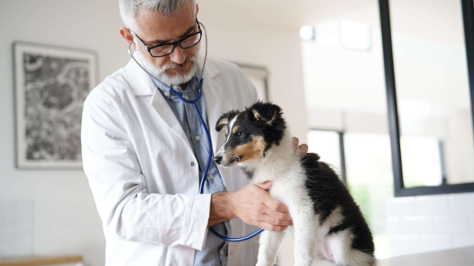 Hund beim Tierarzt