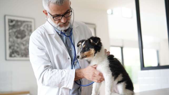 Notfall bei Hunden, Katzen und Co: Tierarzt-Besuche ab sofort teurer