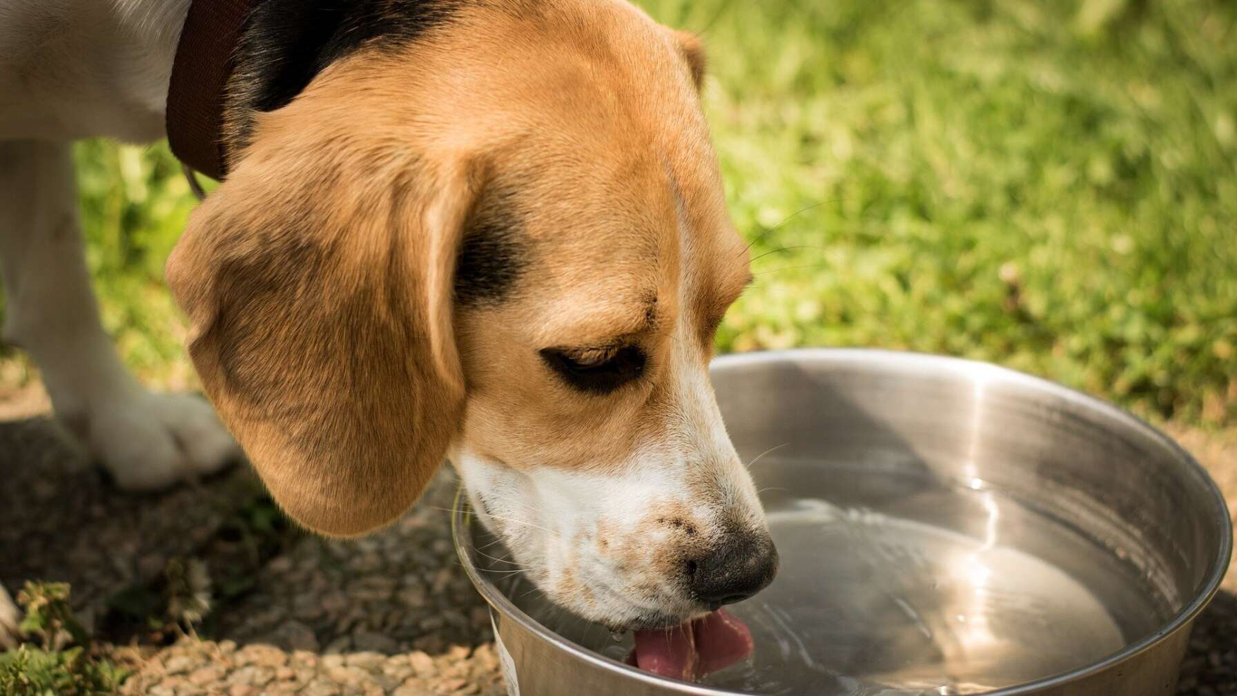 Hund trinkt Wasser