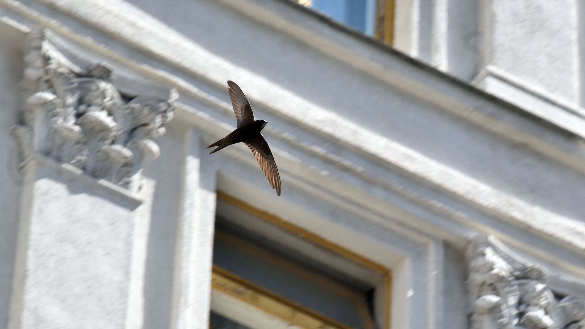 Vögel in der Stadt