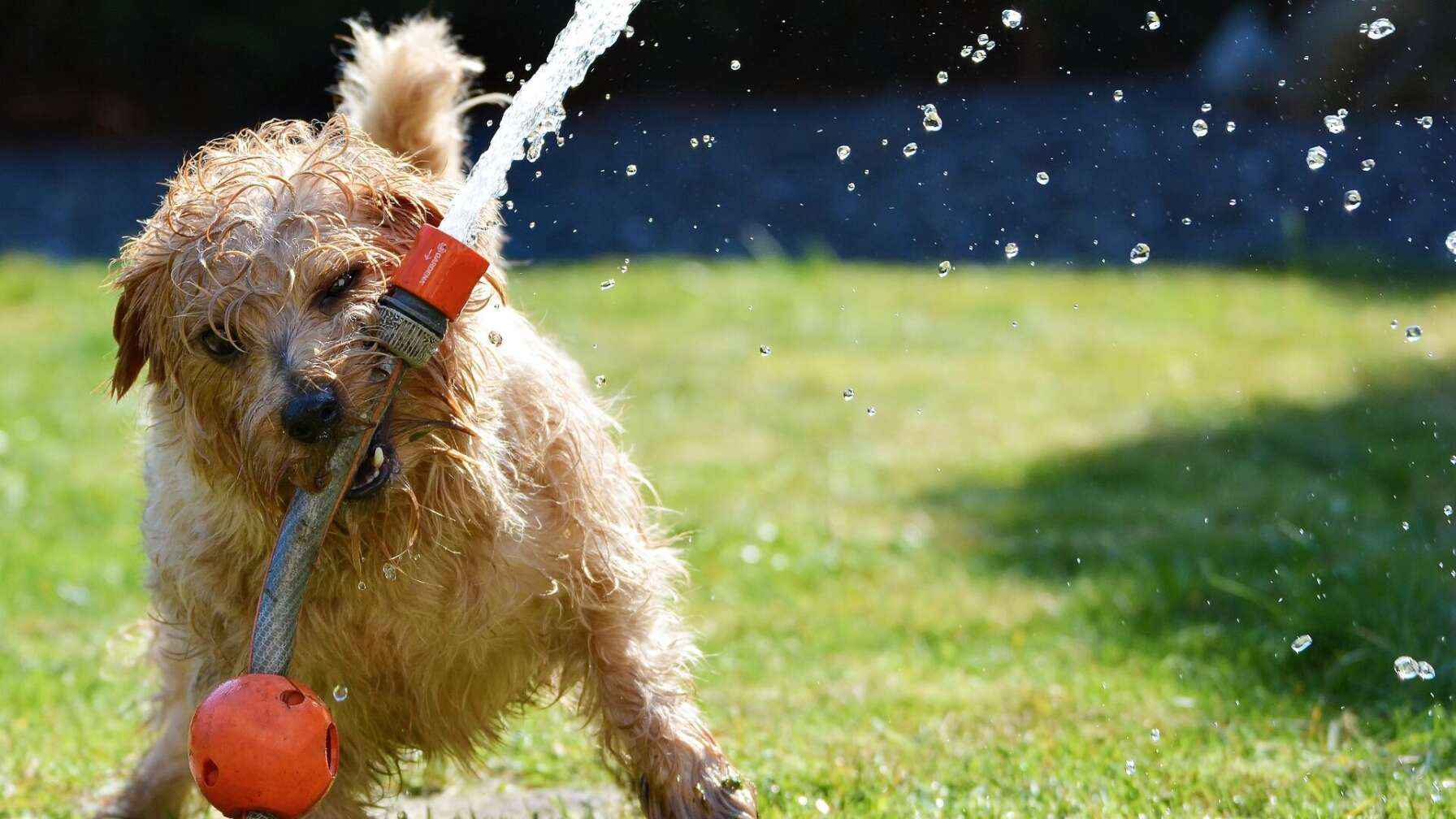Hund mit Wasserschlauch