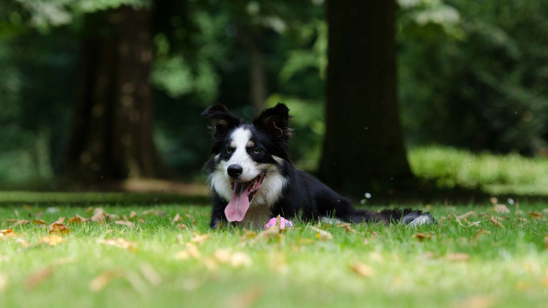 Hund im Schatten