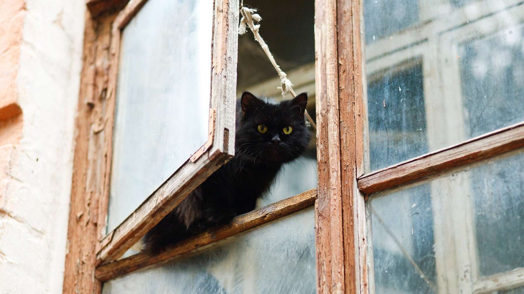 Katze am offenen Fenster