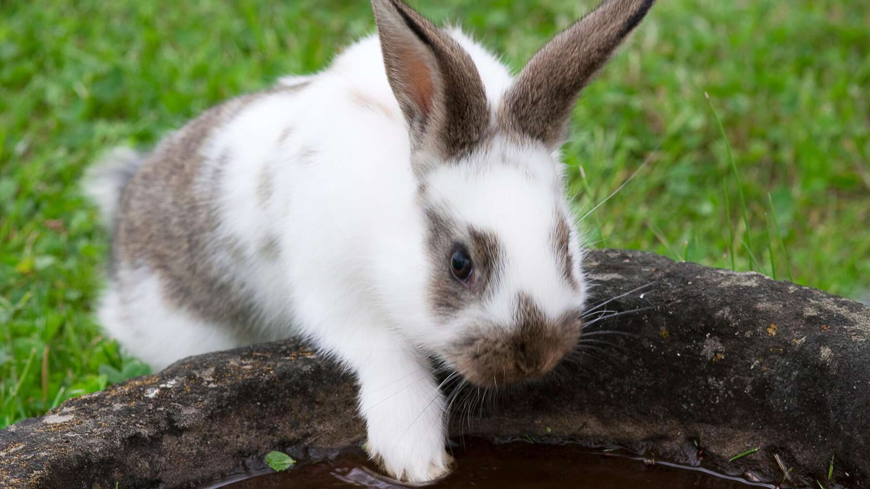 Hase am Wasser