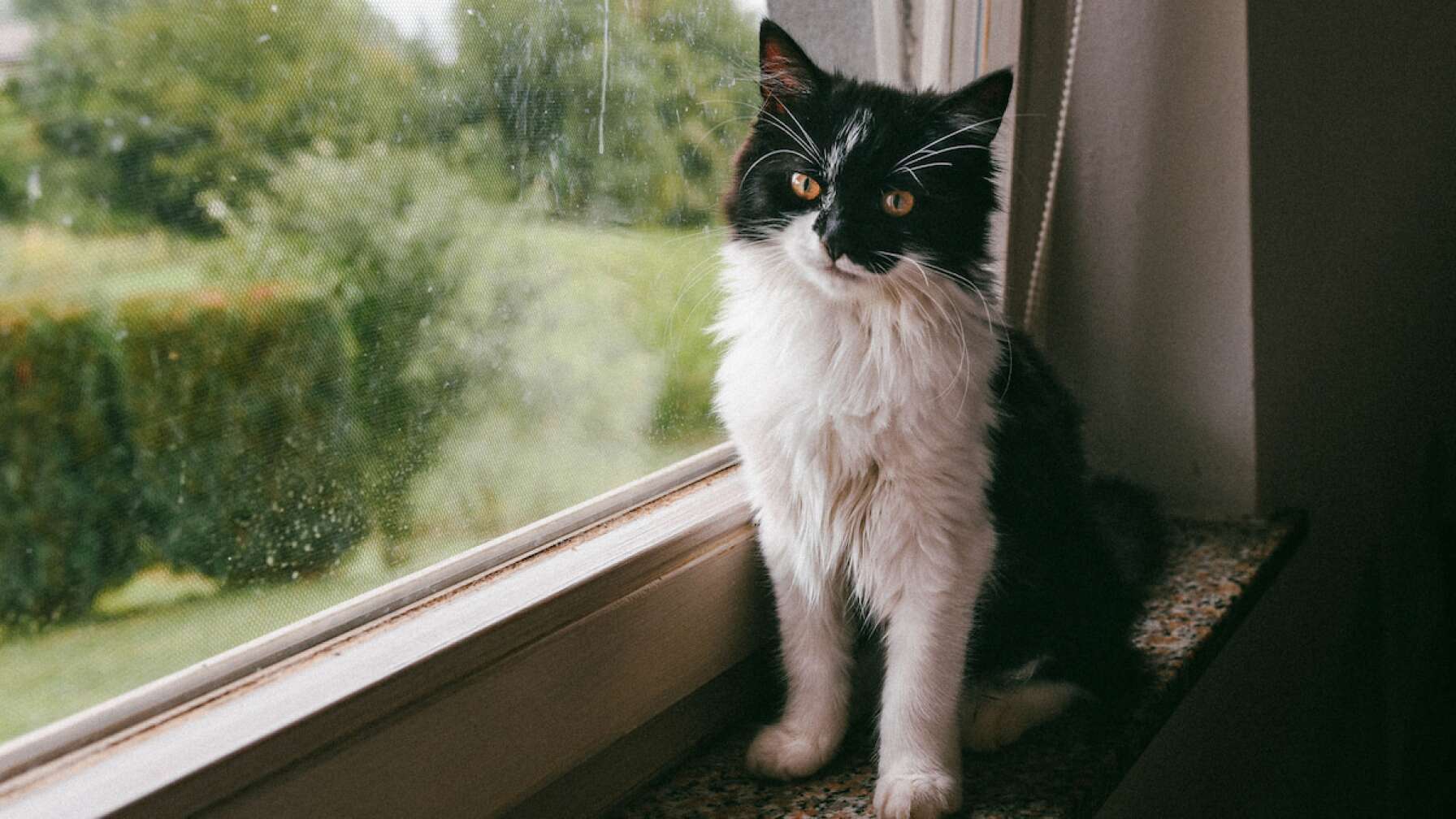 Katze am gekippten Fenster