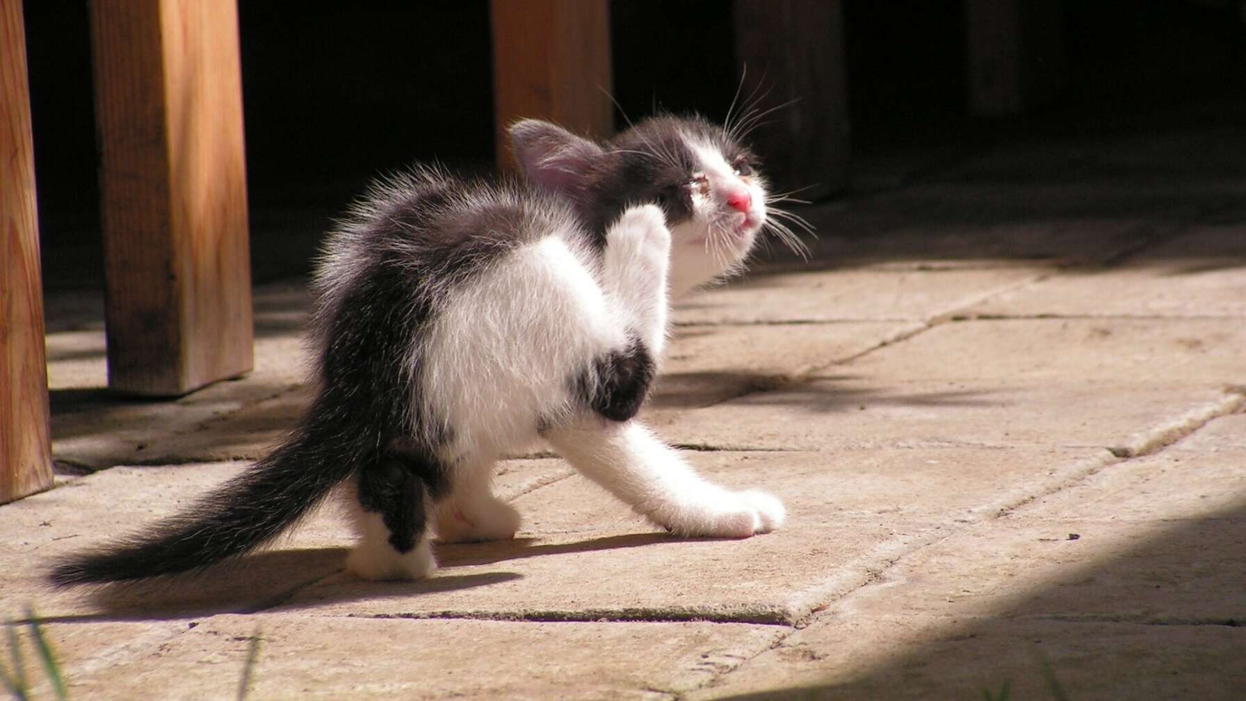 Katze kratzt sich