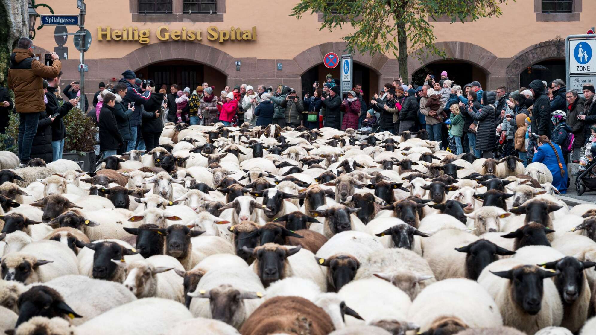 Hunderte Schafe ziehen durch Nürnberg