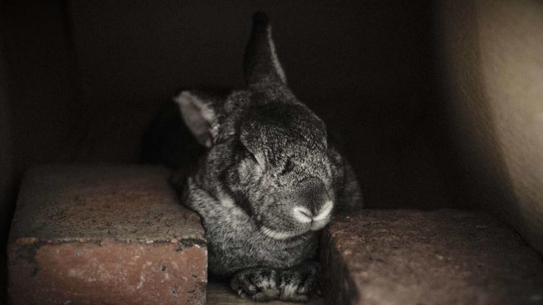 Hase zwischen Ziegeln