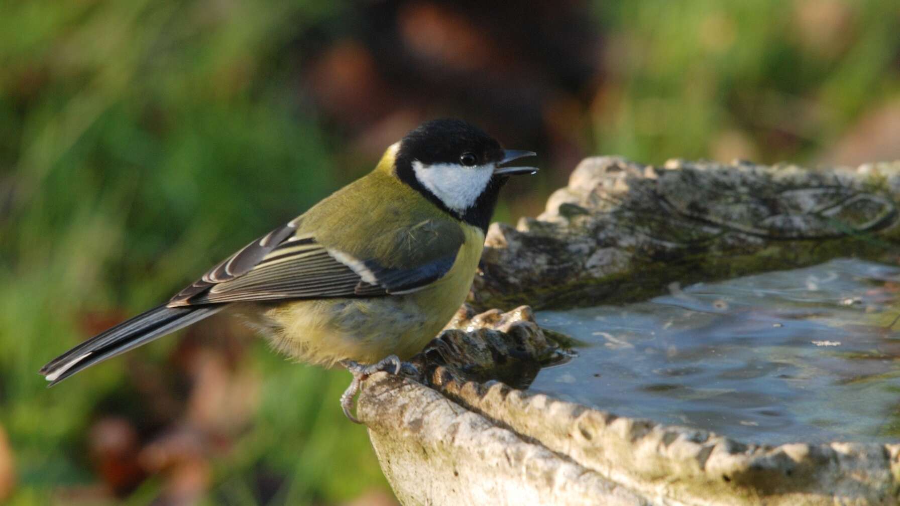 Vogel an Wasserschale