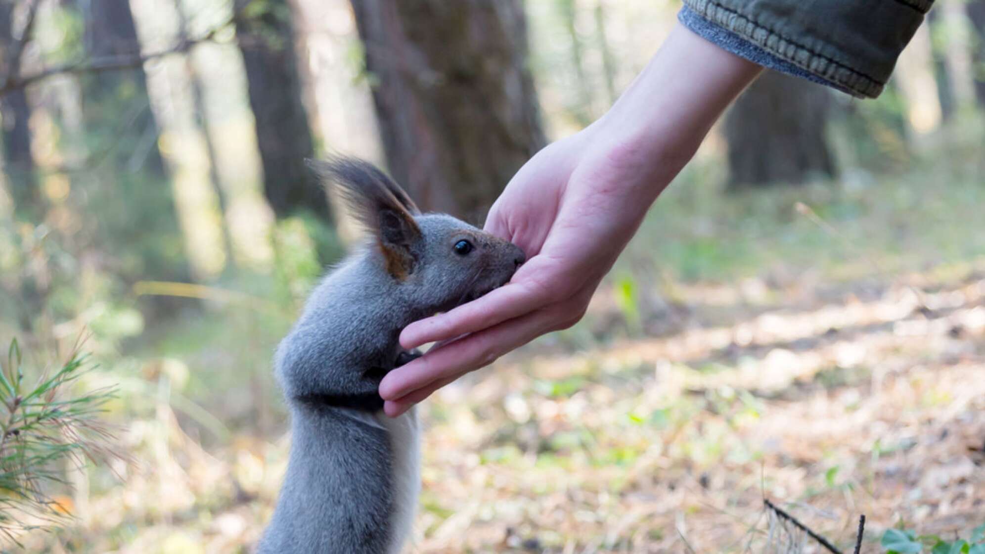 Eichhörnchen frisst aus der Hand