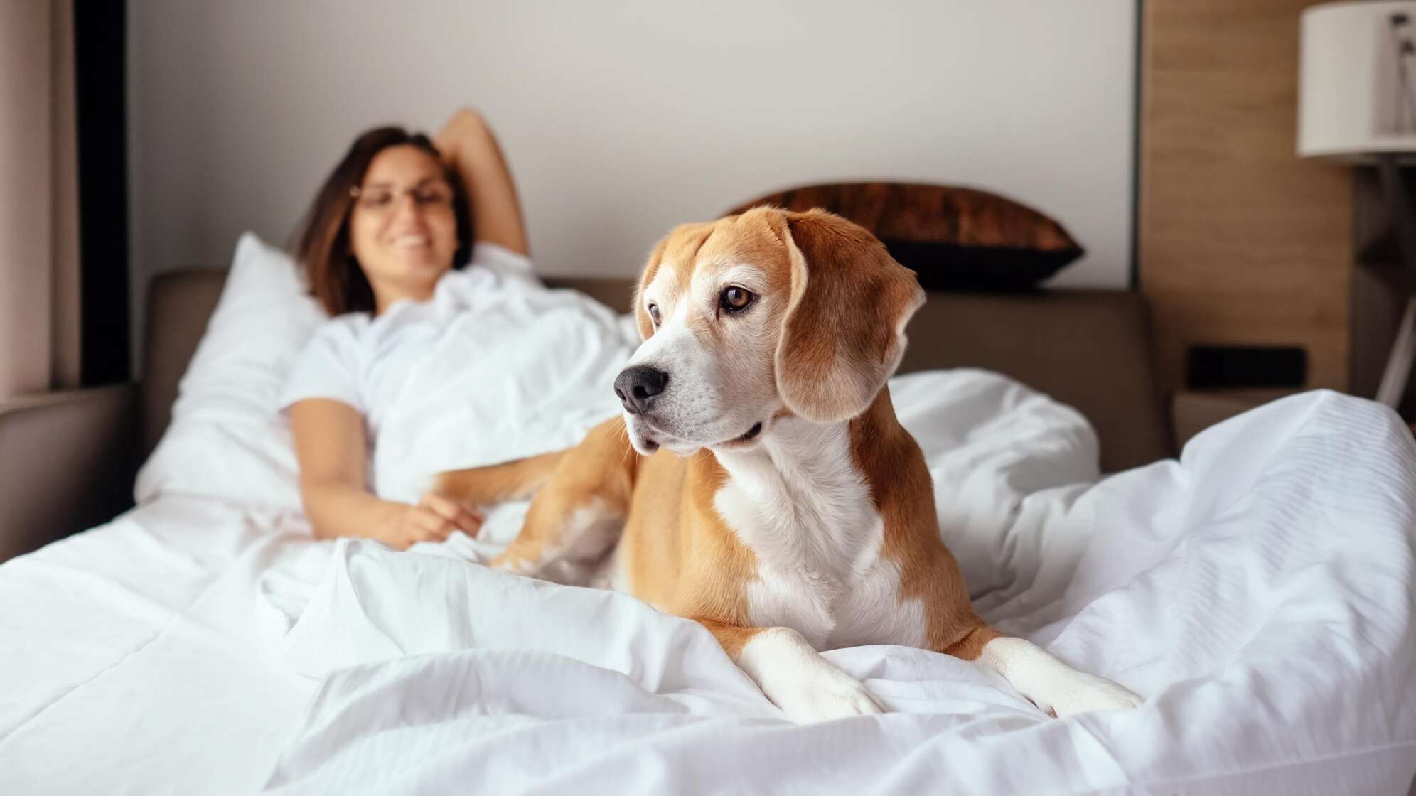 Hund im Bett