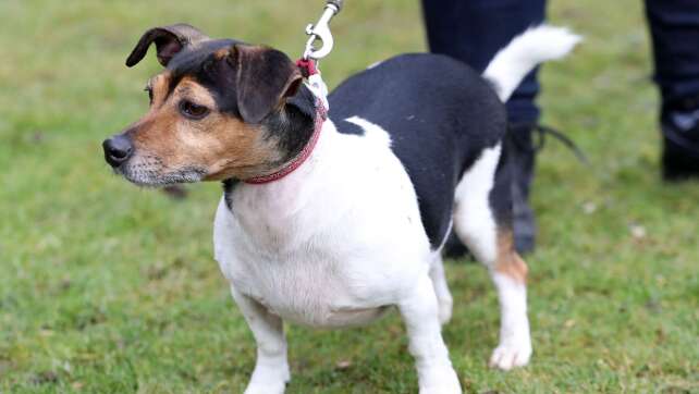 Hundesteuer in Bayern: Was ihr 2025 zahlen müsst und wo es teurer wird