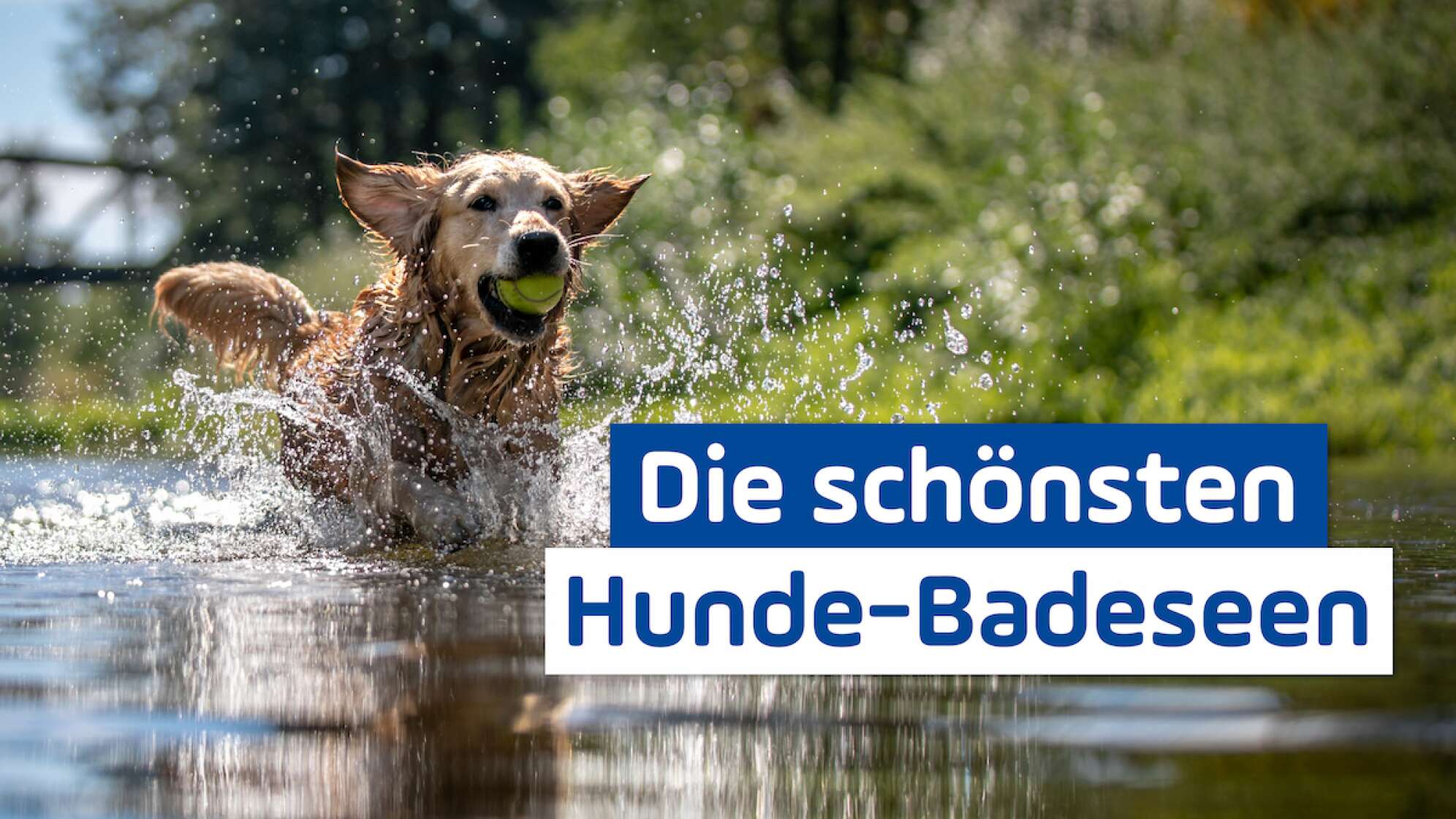 Hund im See