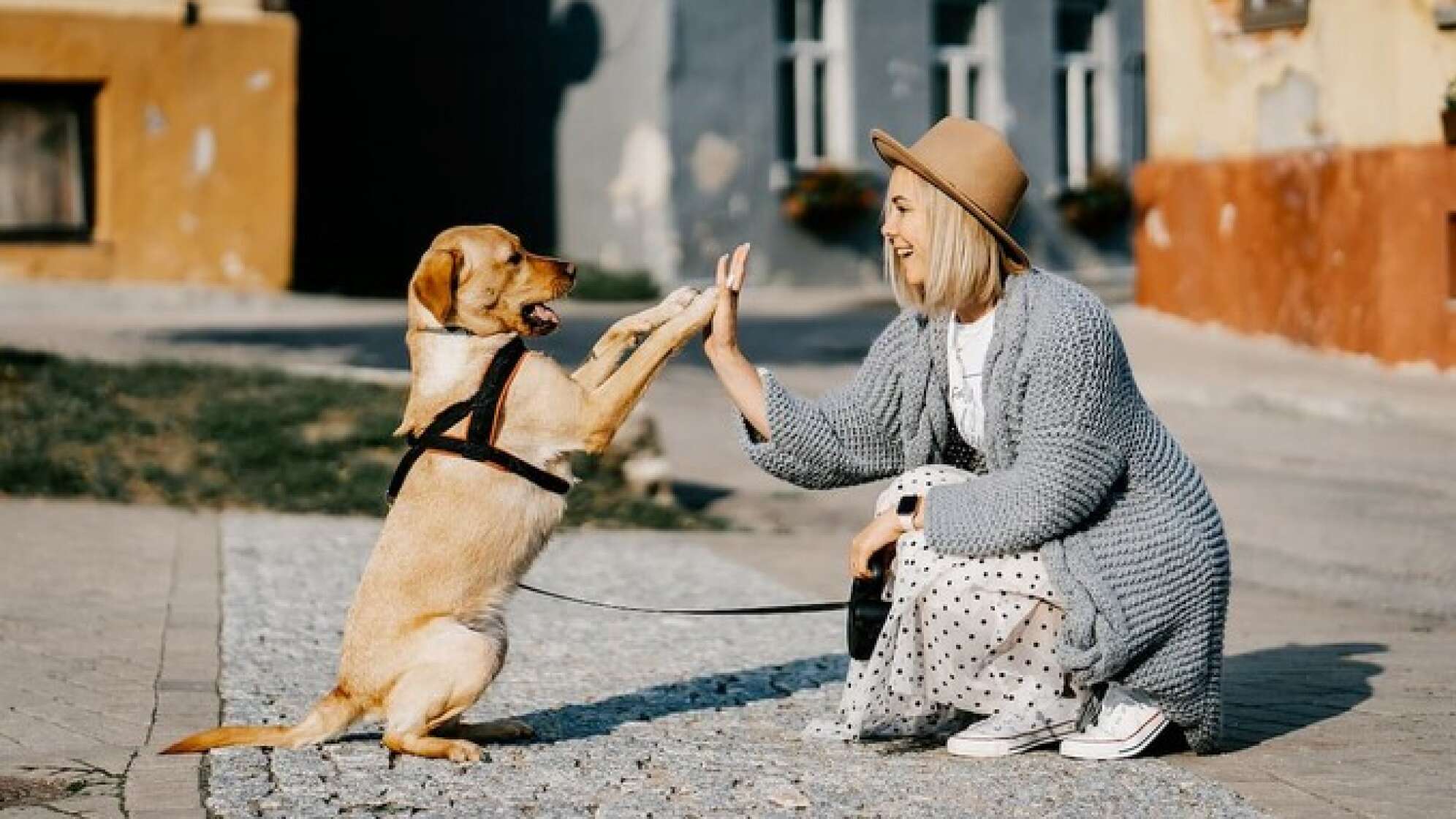 Hund gibt Frauchen High-Five