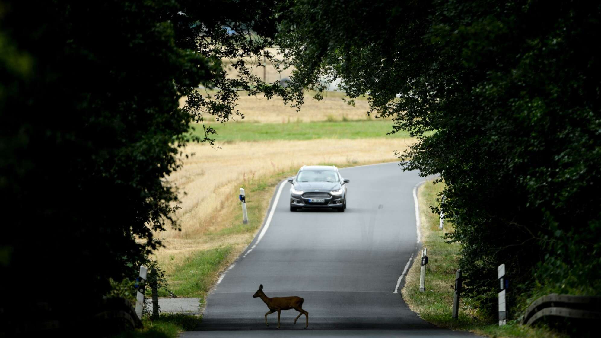 Ein Reh überquert eine Straße