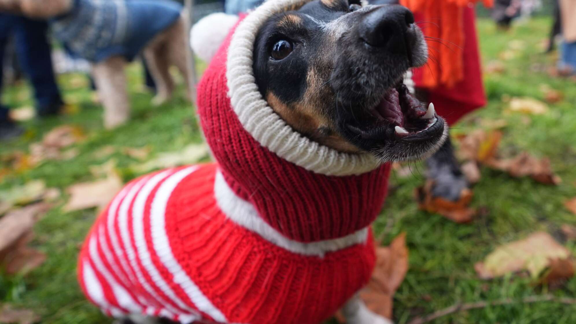 Weihnachtspulli-Parade von Rescue Dogs and Friends