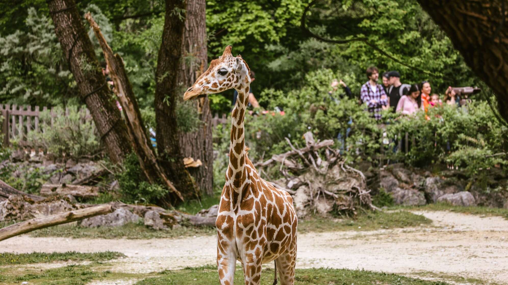 Giraffe Taziyah im Tierpark Hellabrunn gestorben