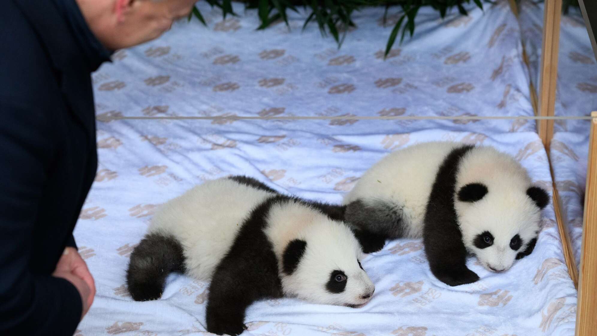 Panda-Zwillinge im Berliner Zoo