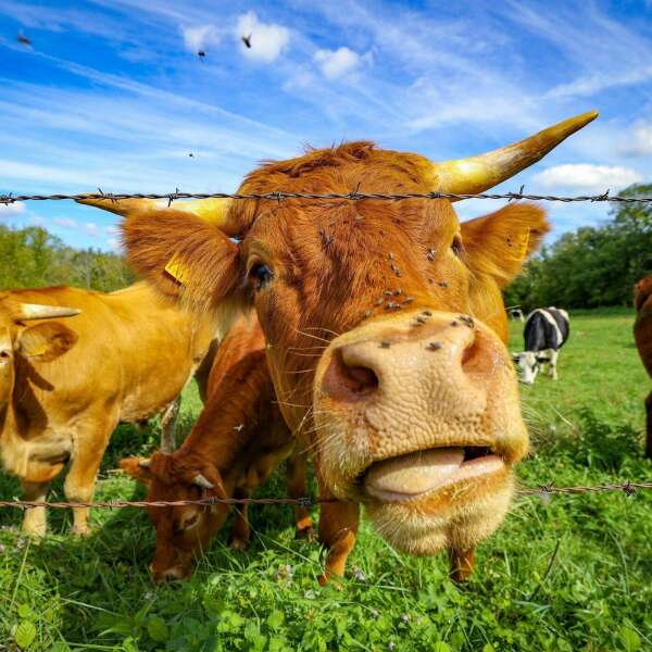 Kühe? "Wir brauchen mehr Menschen, die Rindfleisch essen"