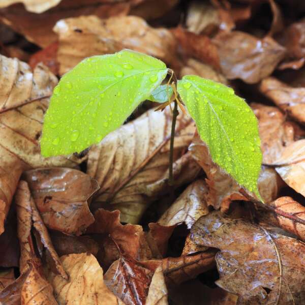 "Eine Spende mit Einfluss auf EU-Gesetze ist wirksamer als ein neuer Baum" - Sebastian Schienle (Effektiv Spenden)