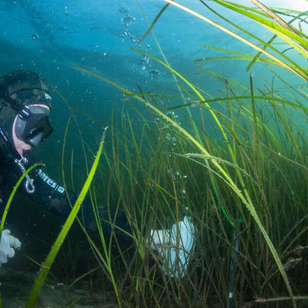 Unterwasserwiesen? Speichern 30 Mal mehr CO2 als die Tropen