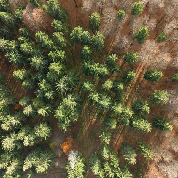 Waldumbau für Pelletheizungen? Bäume fällen, um Wälder zu retten ... und sauber zu heizen?