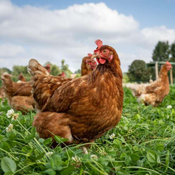 Brustbeinschäden bei Legehennen? "Alle Herden sind betroffen"