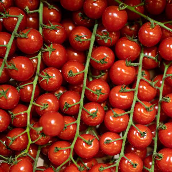 Immer mehr Pestizid-Rückstände? "Wir haben wehrloses Gemüse gezüchtet"