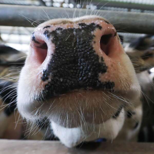 Klimakiller Kuh? "Ein irreführendes Narrativ"