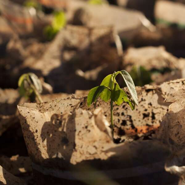 Klimaneutrale Unternehmen? "Schlichtweg gelogen"