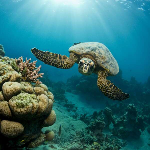 Meeresschildkröten? "Sie haben Dinosaurier überlebt, aber nicht uns Menschen"