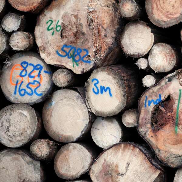 Betrug mit CO2-Zertifikaten? Warum so viele Waldprojekte Schwindel sind